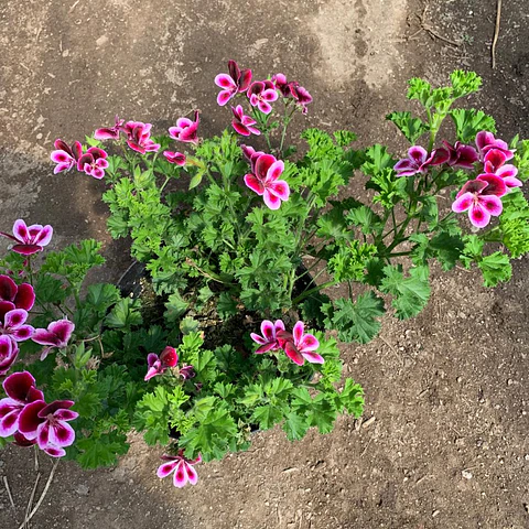 Pelargonio