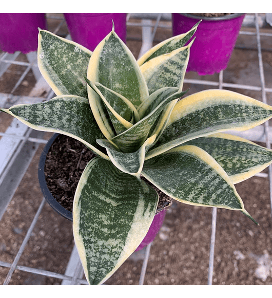 Sansevieria enana tigre borde amarillo