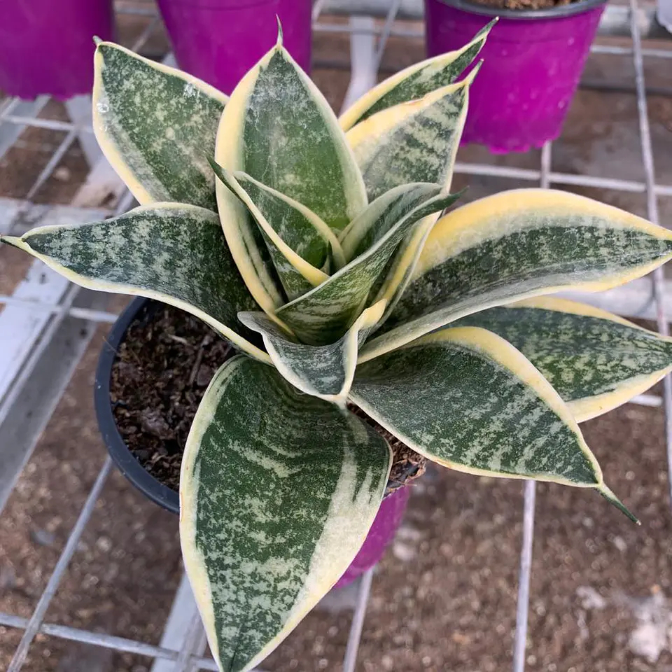 Sansevieria enana tigre borde amarillo 1