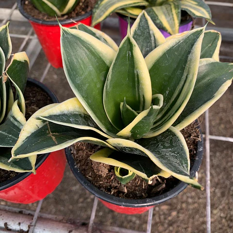 Sansevieria enana borde amarilla