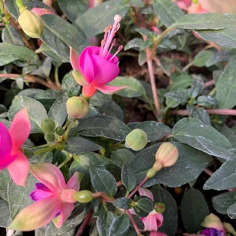 Fucsia
