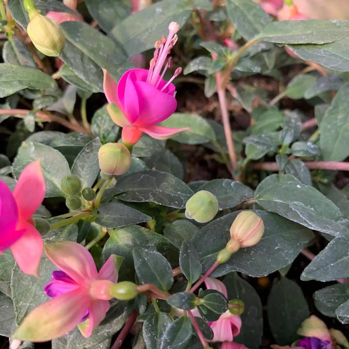 Fucsia 1