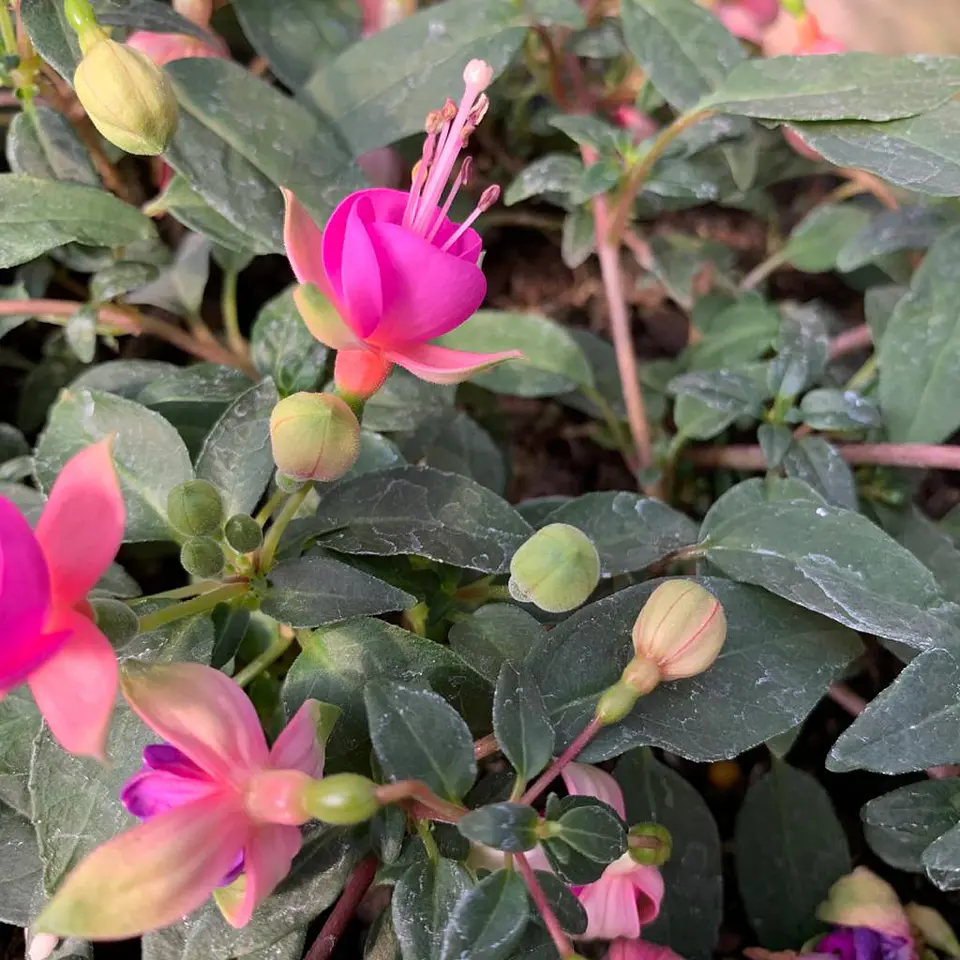 Fucsia 1