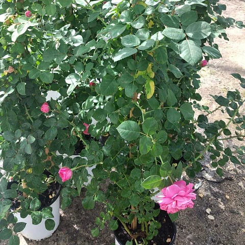 Rosa trepadora Allegro rosada