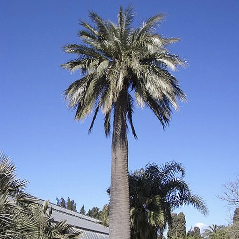 Palma chilena 