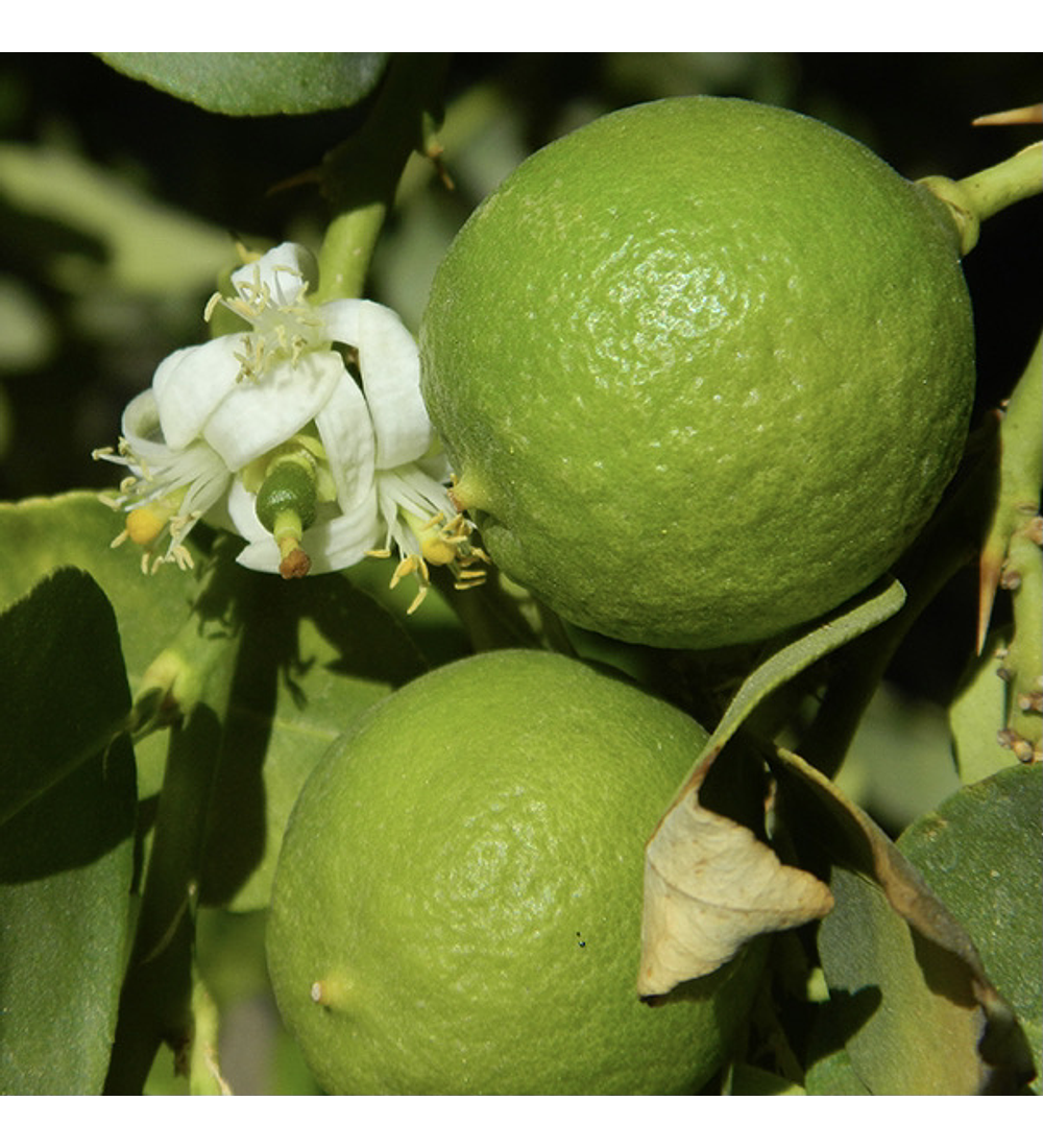 Limón Sutil de Pica 