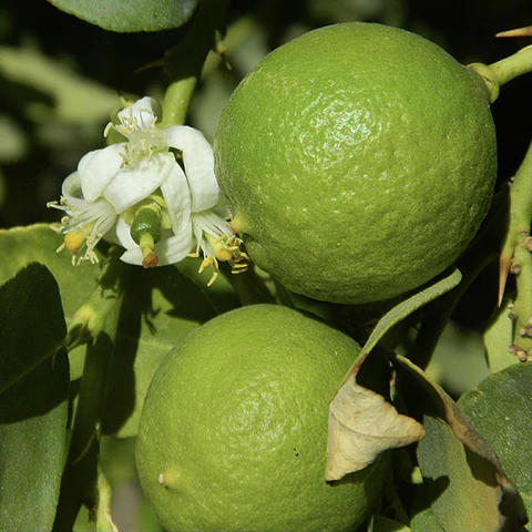 Limón Sutil de Pica 
