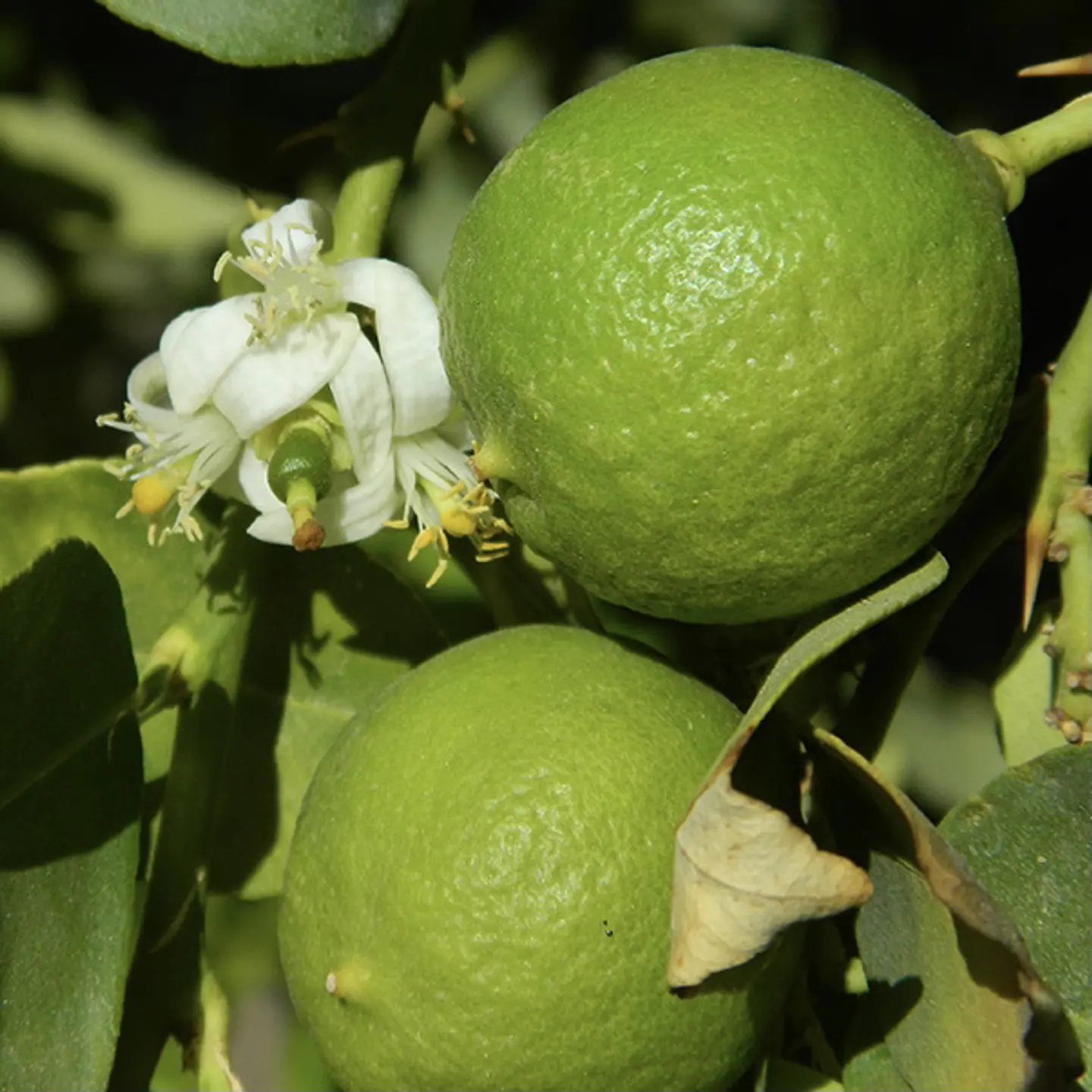 Limón Sutil de Pica  1