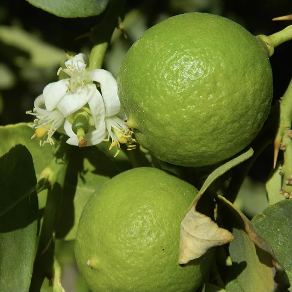 Limón Sutil de Pica  1