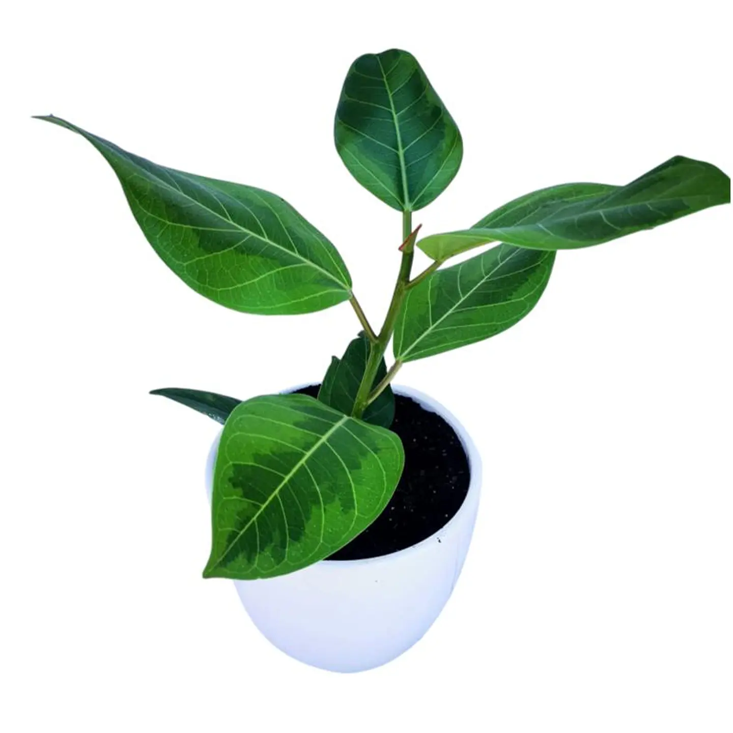 Gomero altissima  4