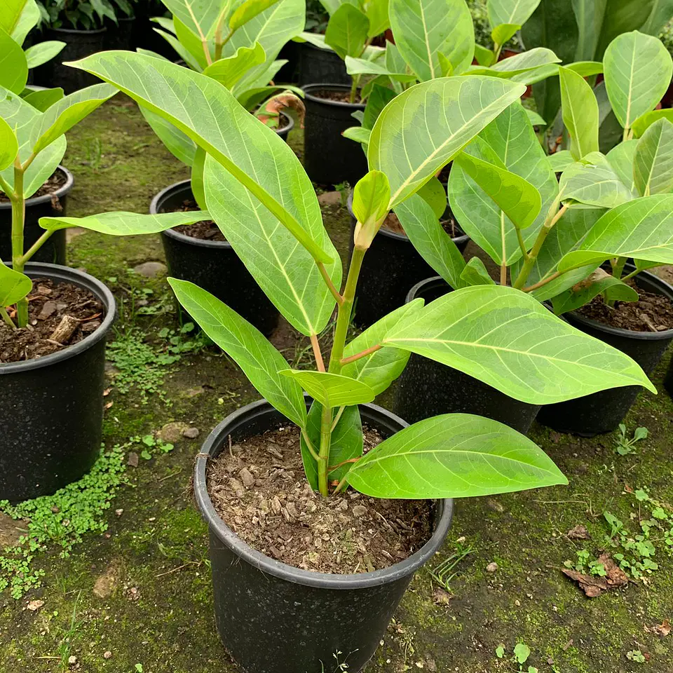 Gomero altissima  3