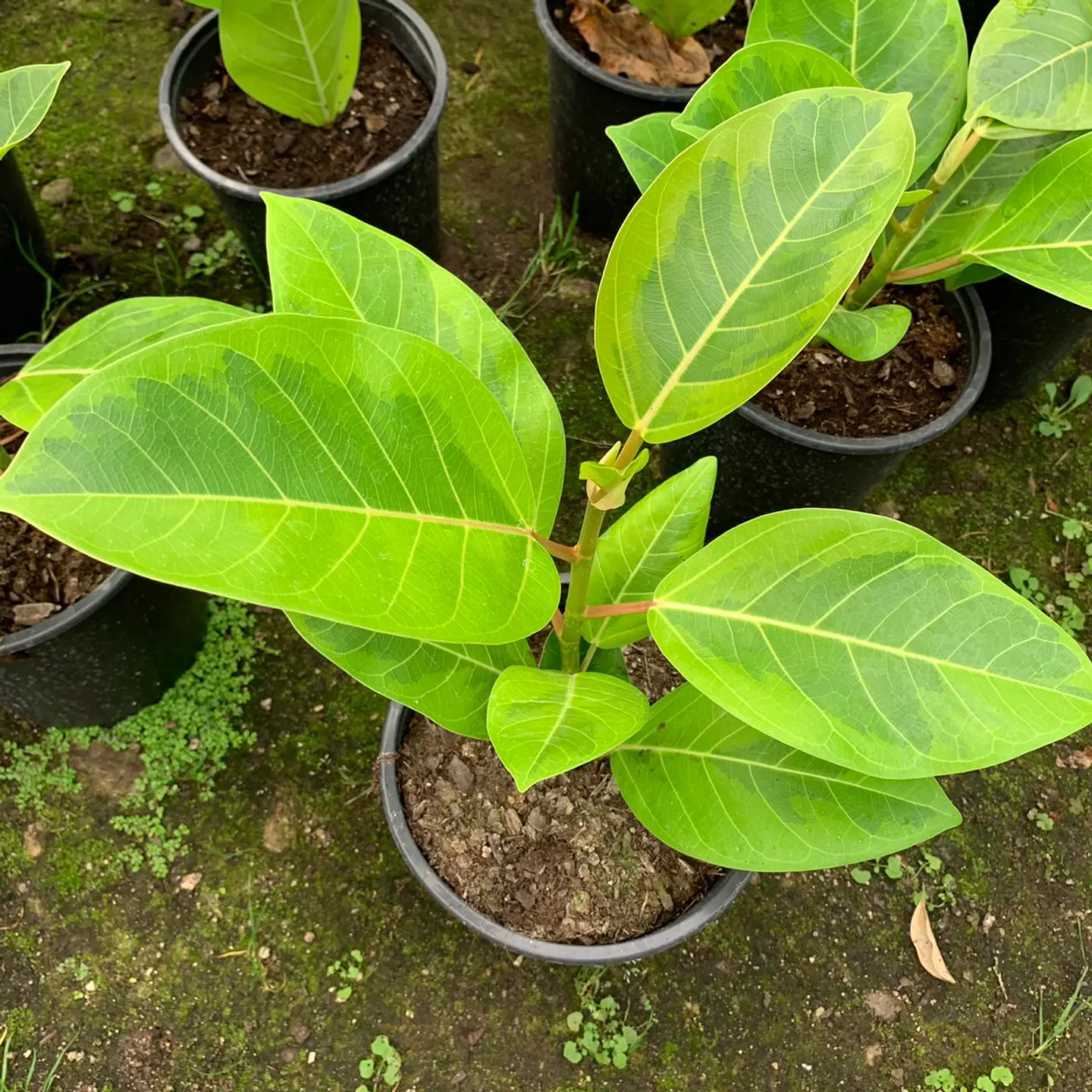 Gomero altissima  1
