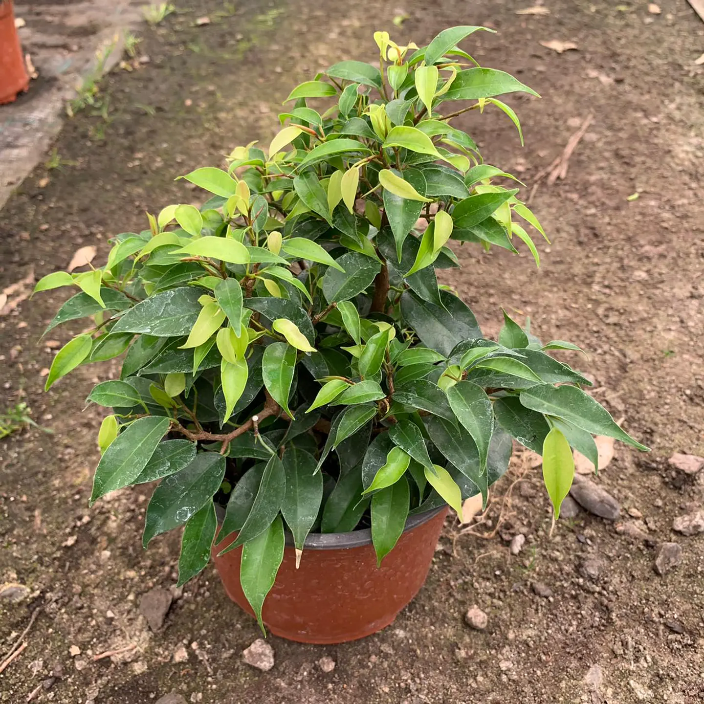 Ficus bonsai verde  2