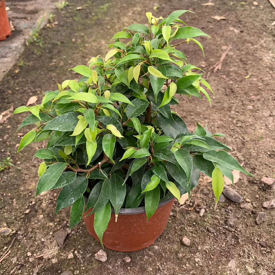Ficus bonsai verde  2