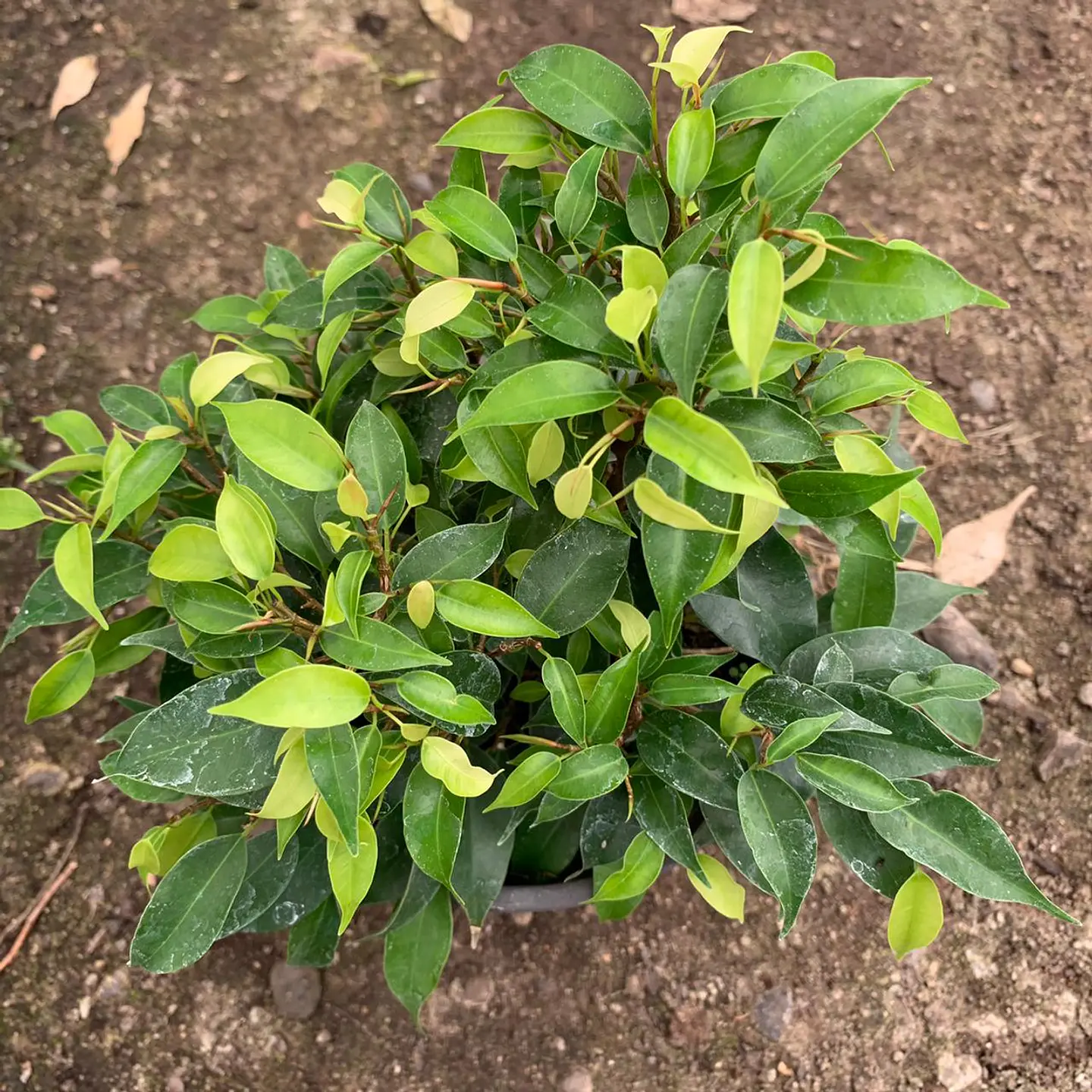 Ficus bonsai verde  3