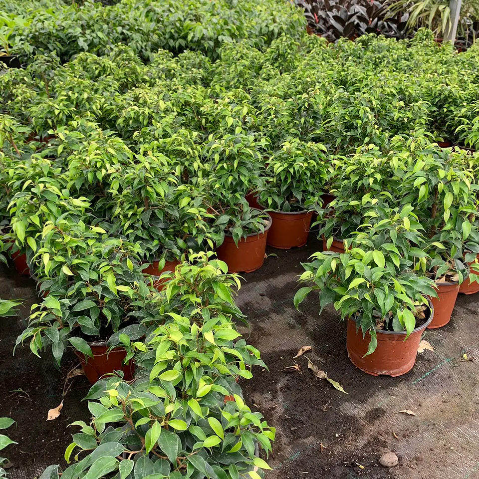 Ficus bonsai verde  4
