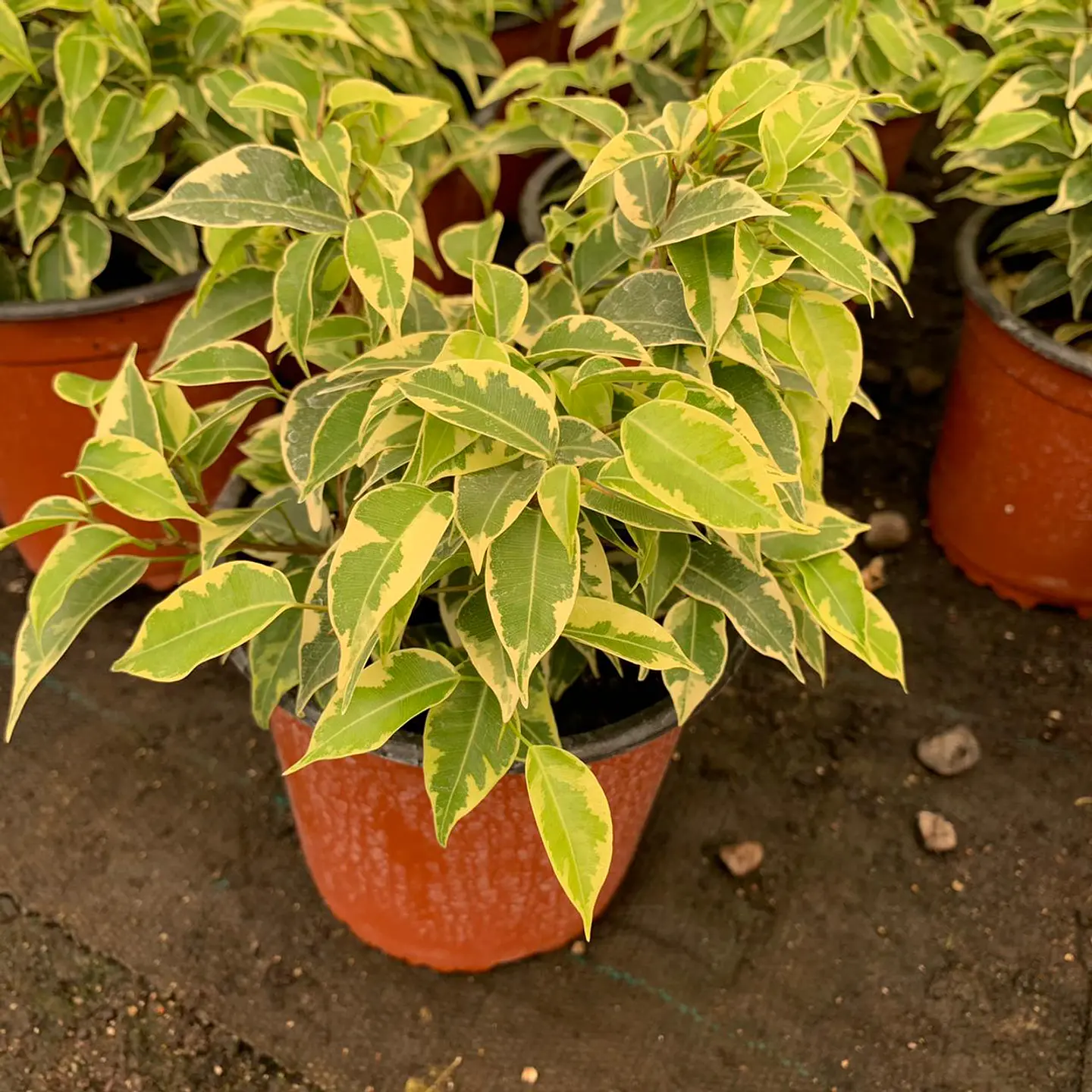 Ficus minitwilly  1