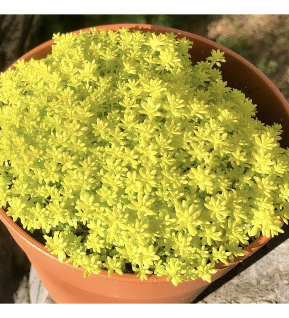 Sedum japónico