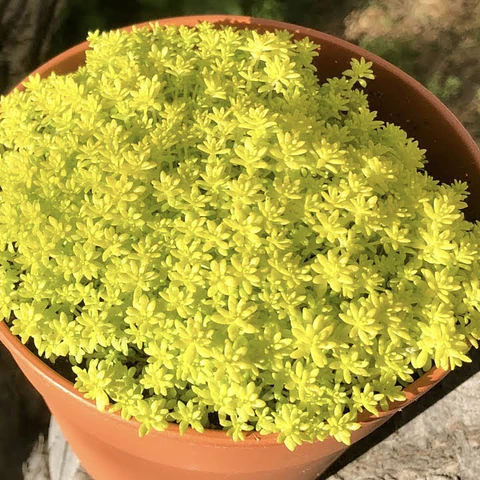 Sedum japónico