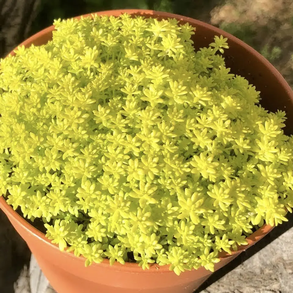 Sedum japónico 2