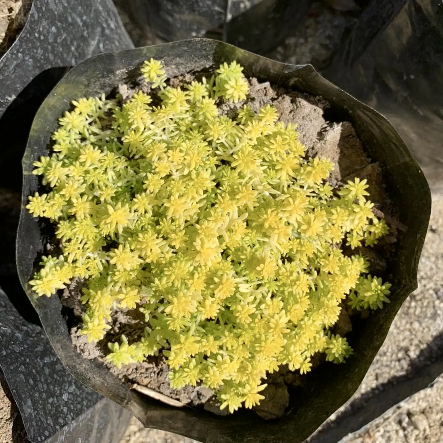 Sedum japónico 3