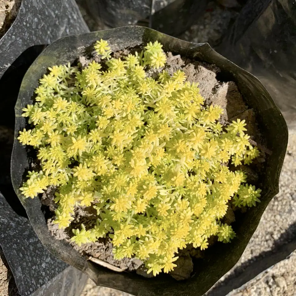 Sedum japónico 3