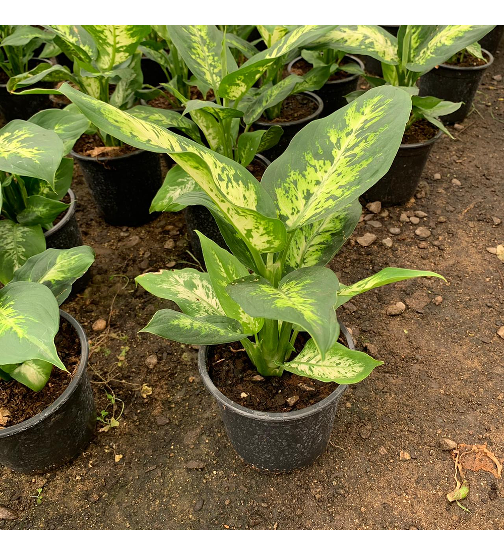 Dieffenbachia