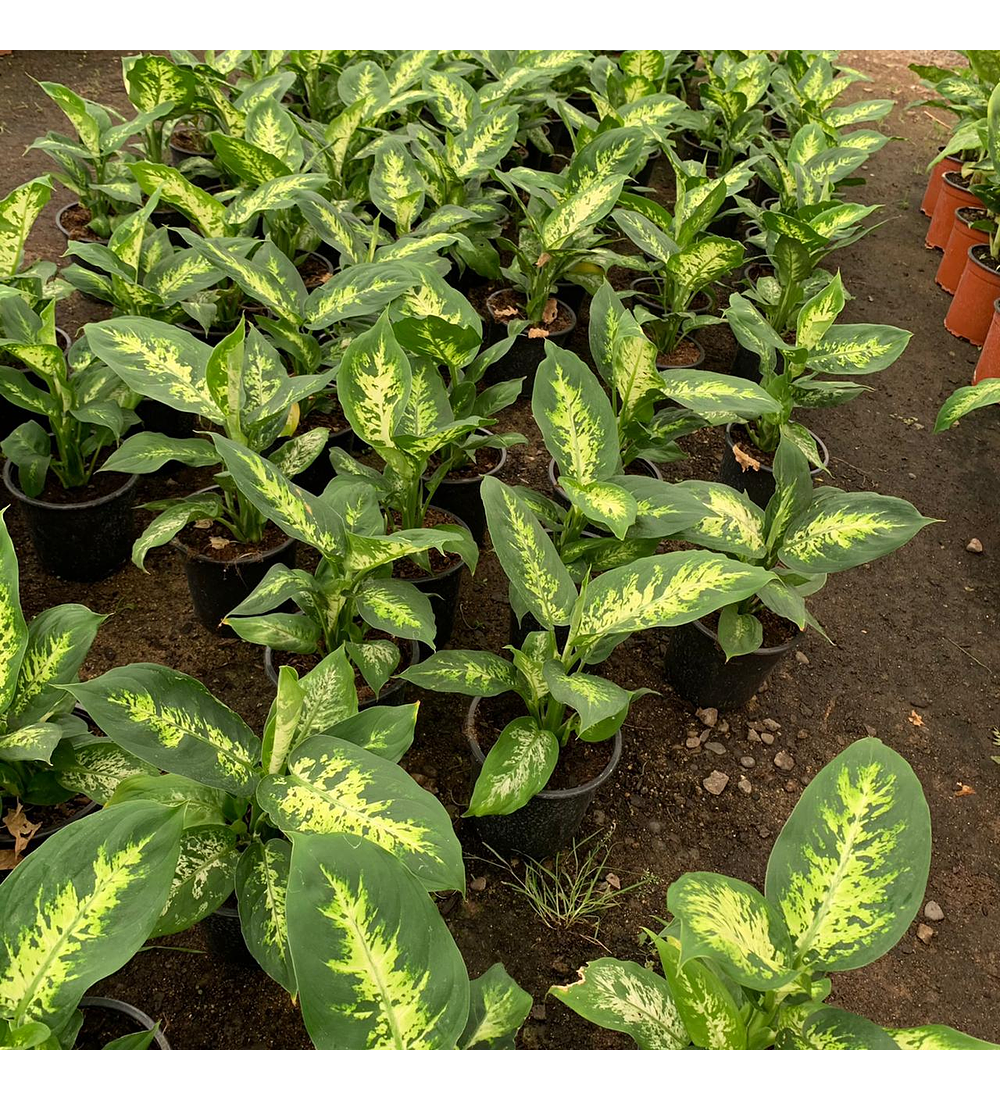 Dieffenbachia