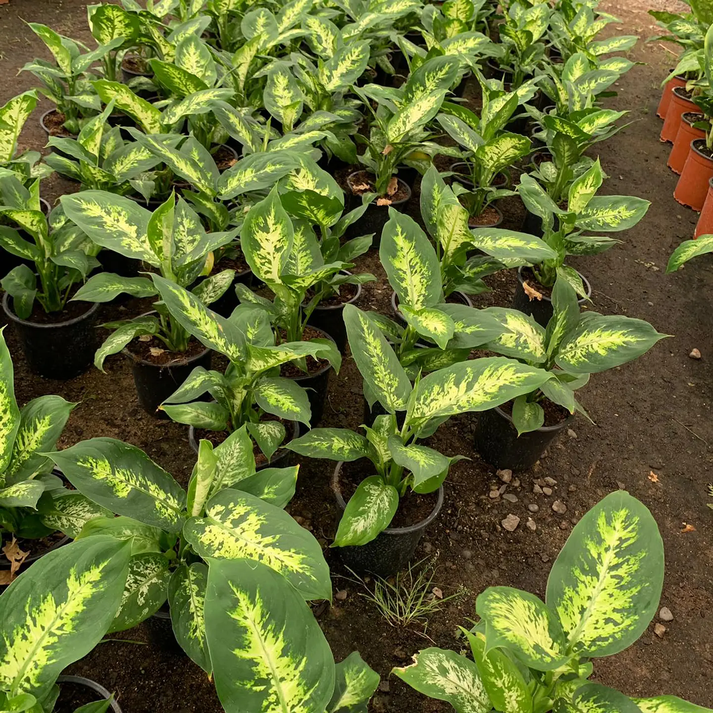Dieffenbachia 4