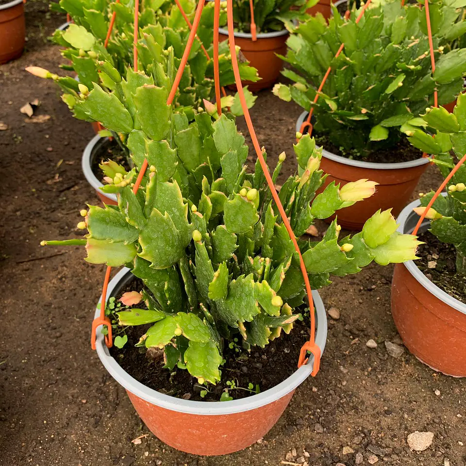 Shlumbergera  1