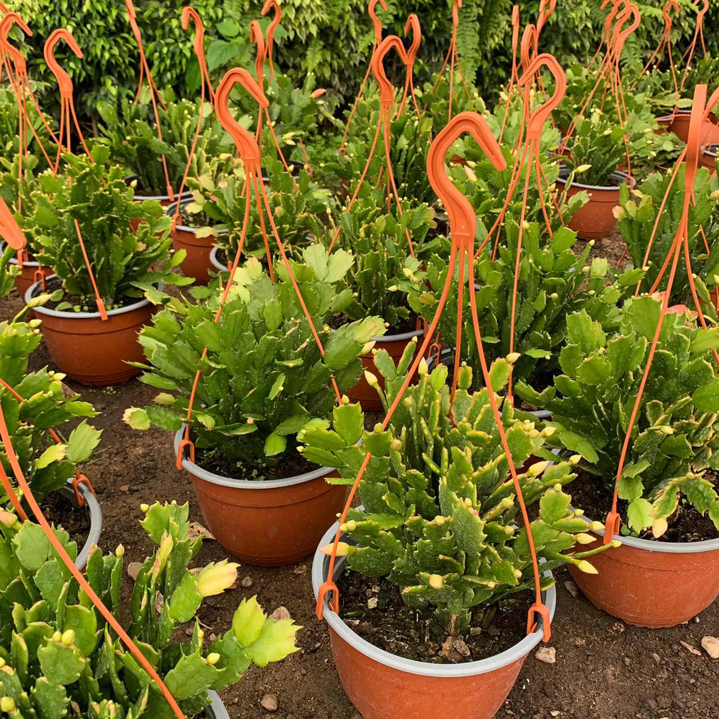 Shlumbergera  3
