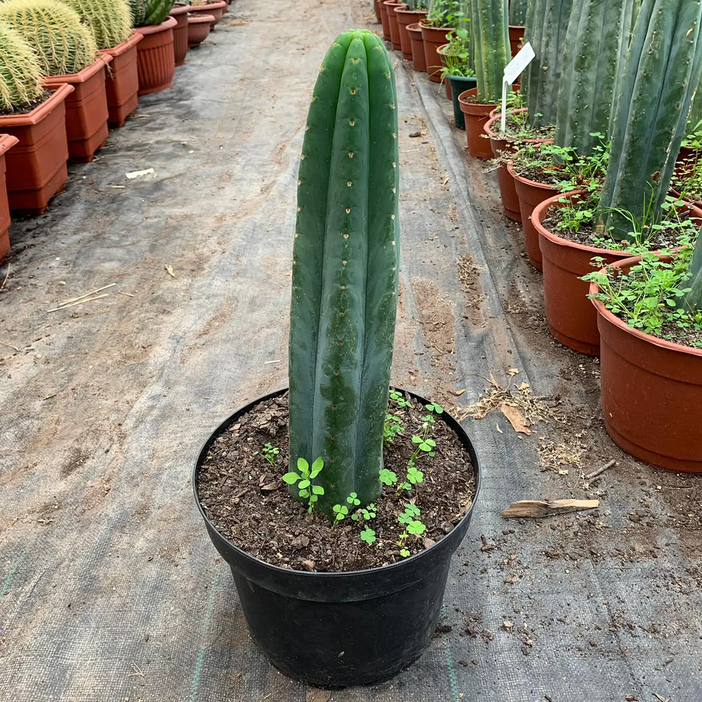Cactus San Pedro 2