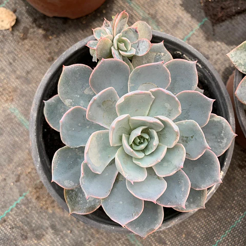 Echeveria