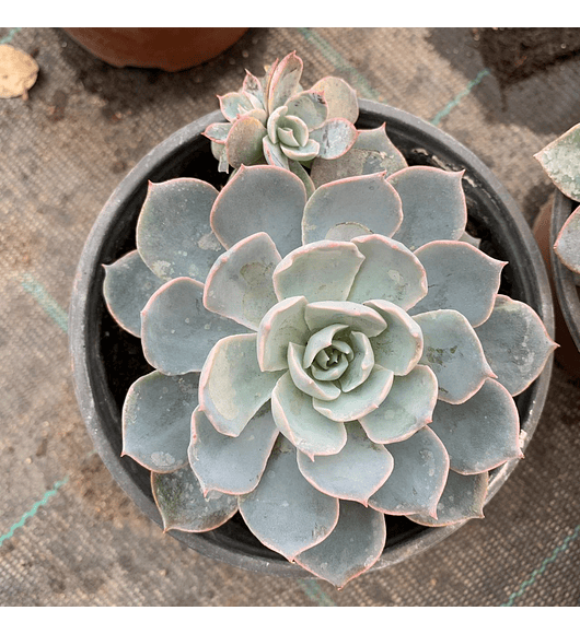 Echeveria