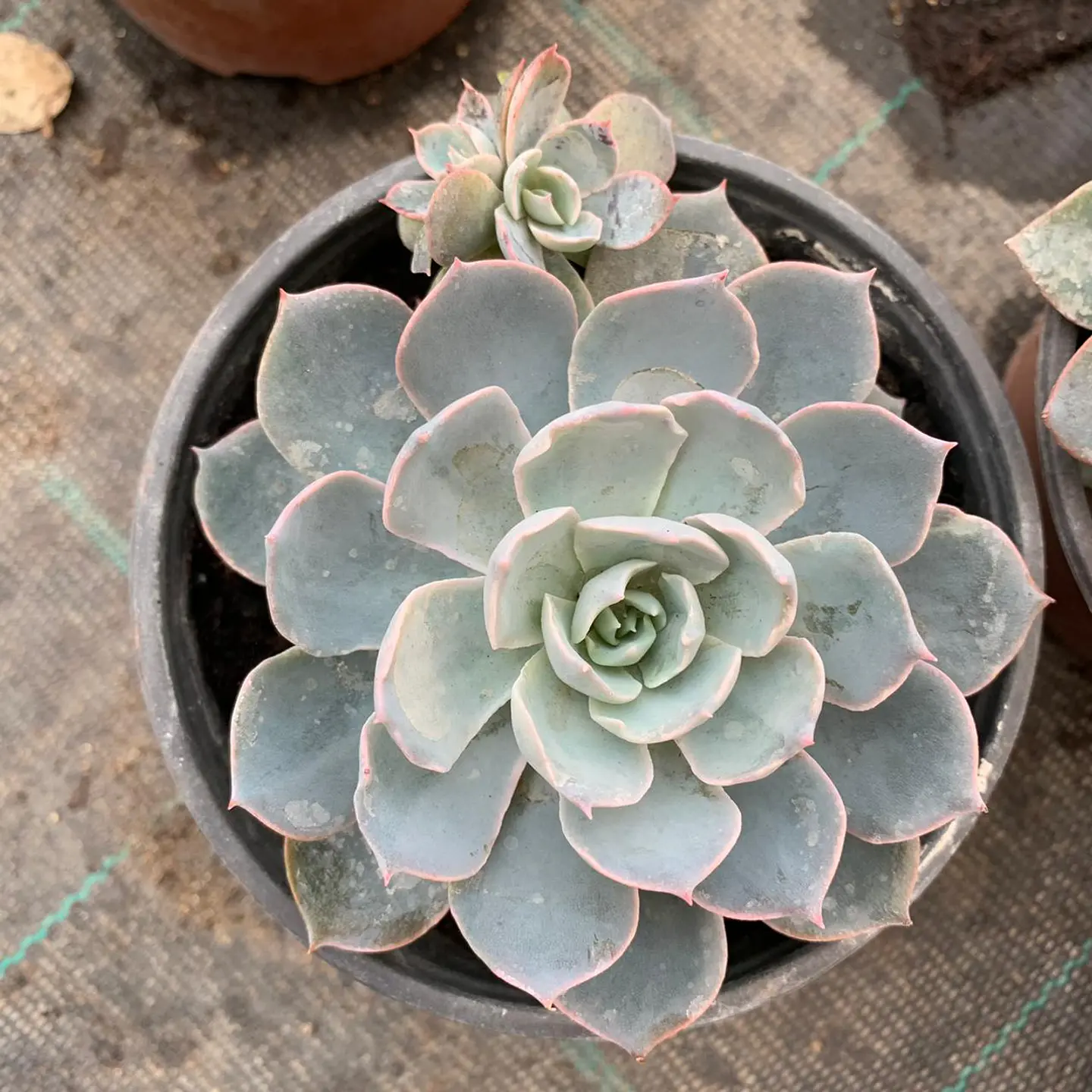Echeveria 1