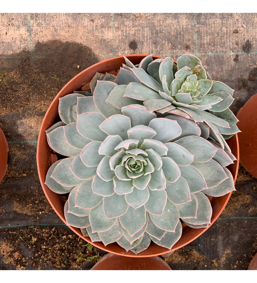 Echeveria