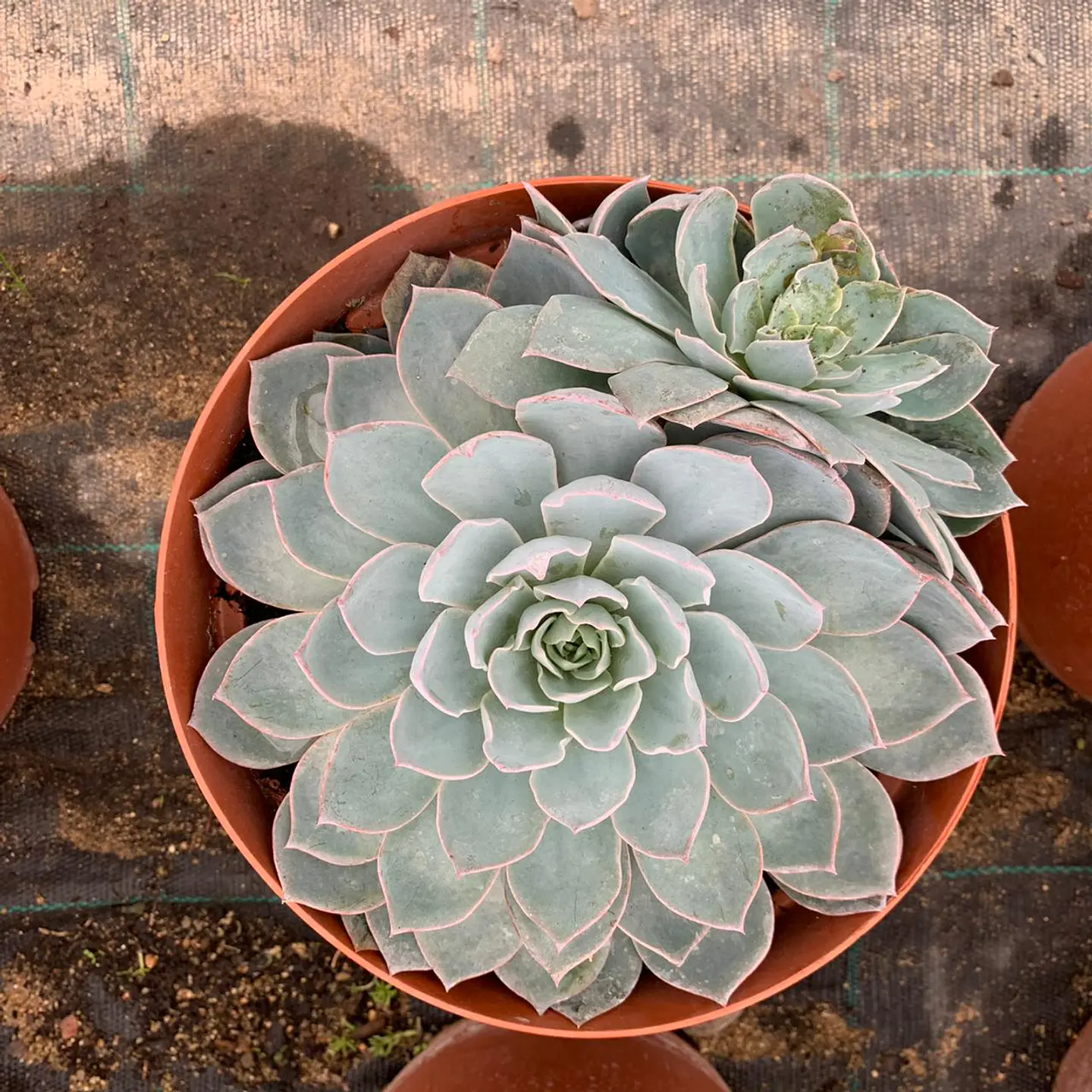 Echeveria 4