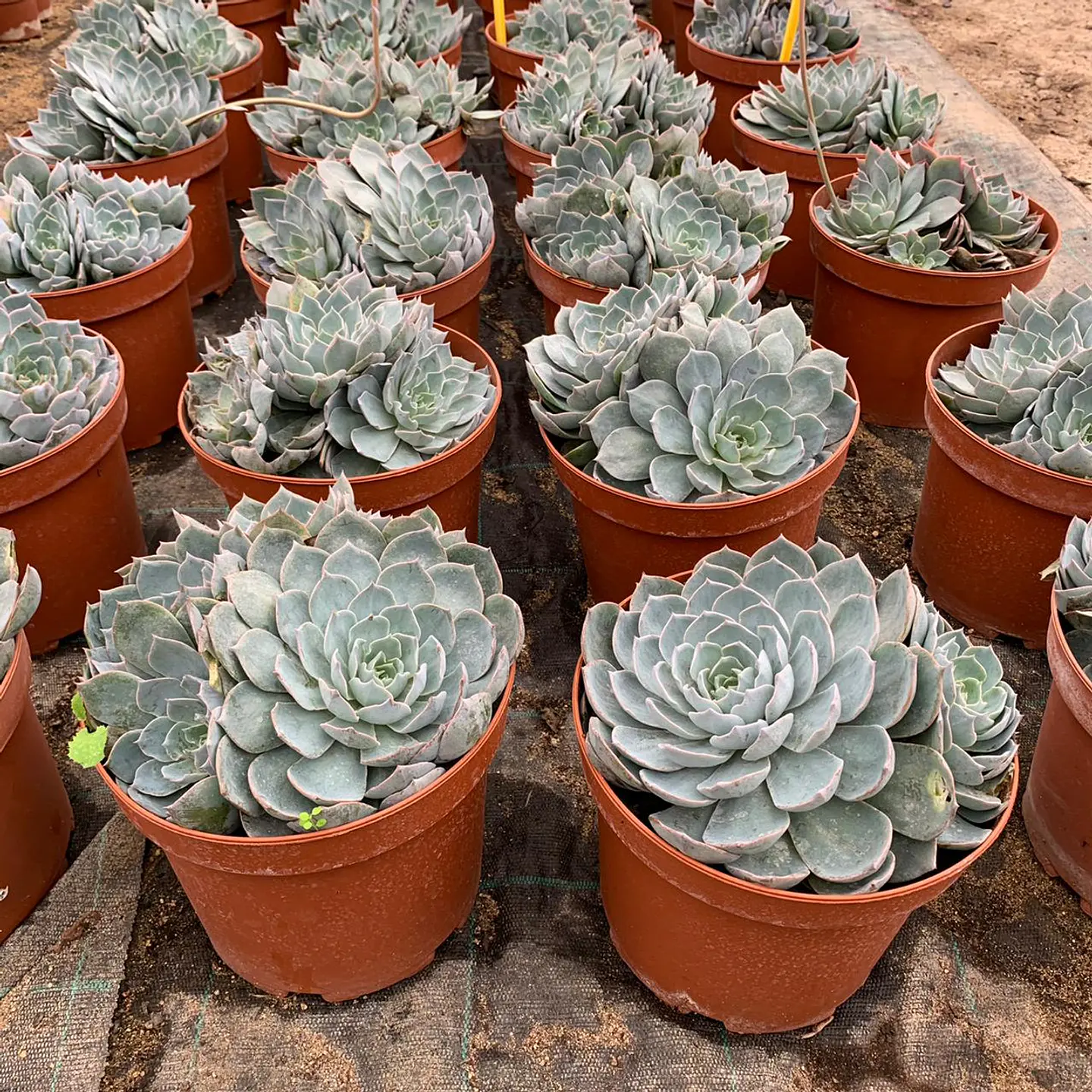 Echeveria 5
