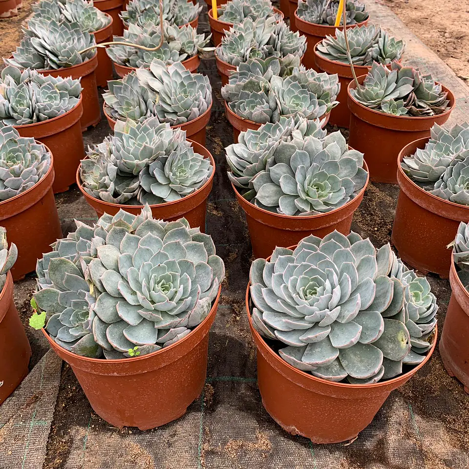 Echeveria 5