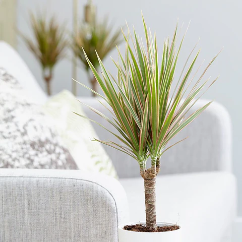 Dracena Multicolor