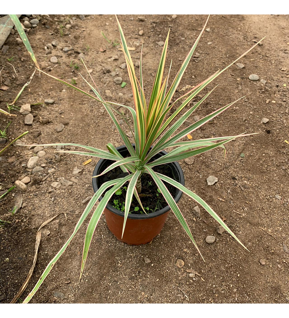 Dracena Multicolor