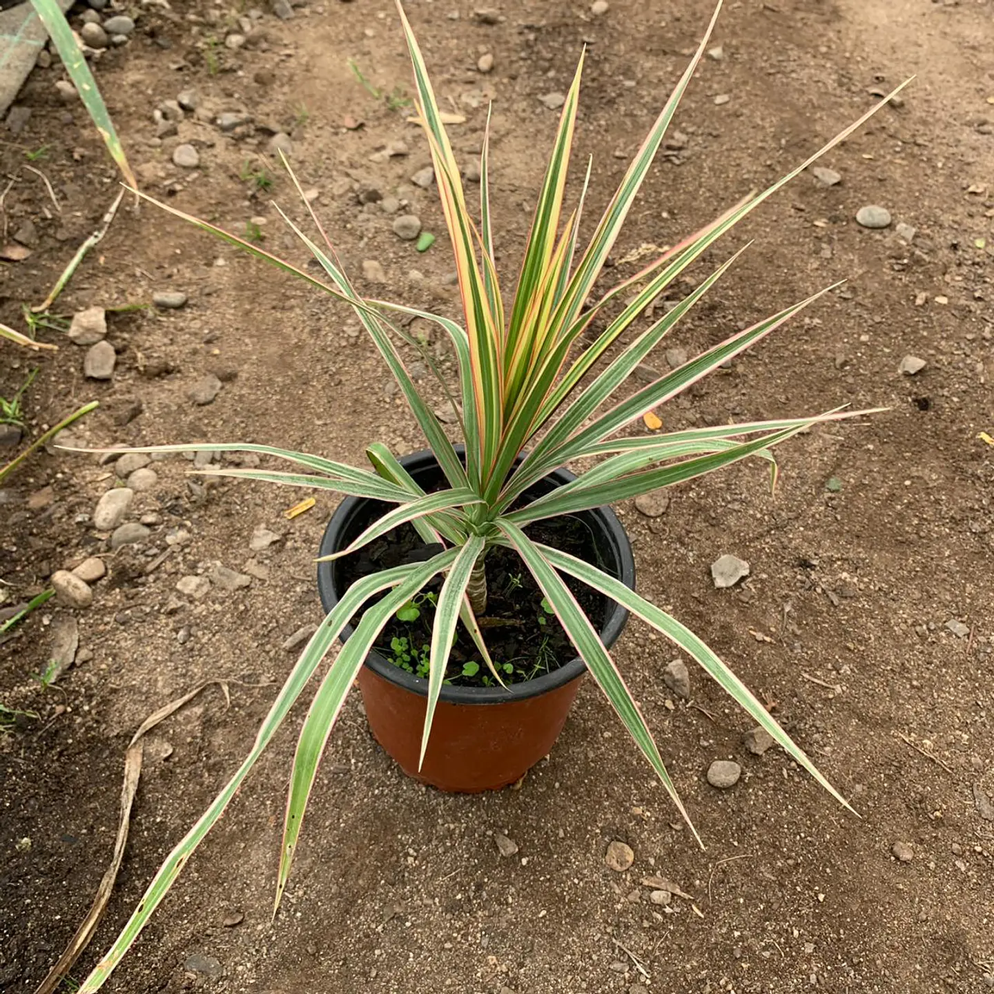 Dracena Multicolor 2