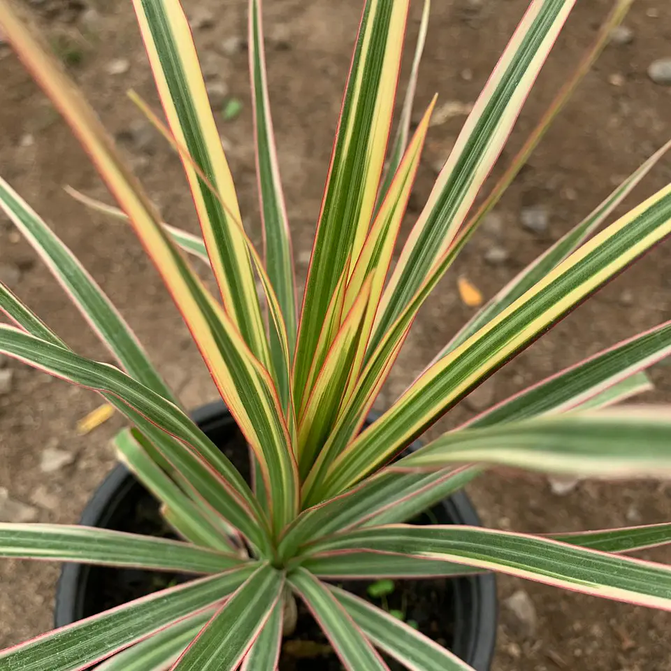 Dracena Multicolor 3