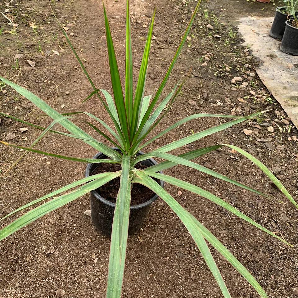 Dracena verde  2