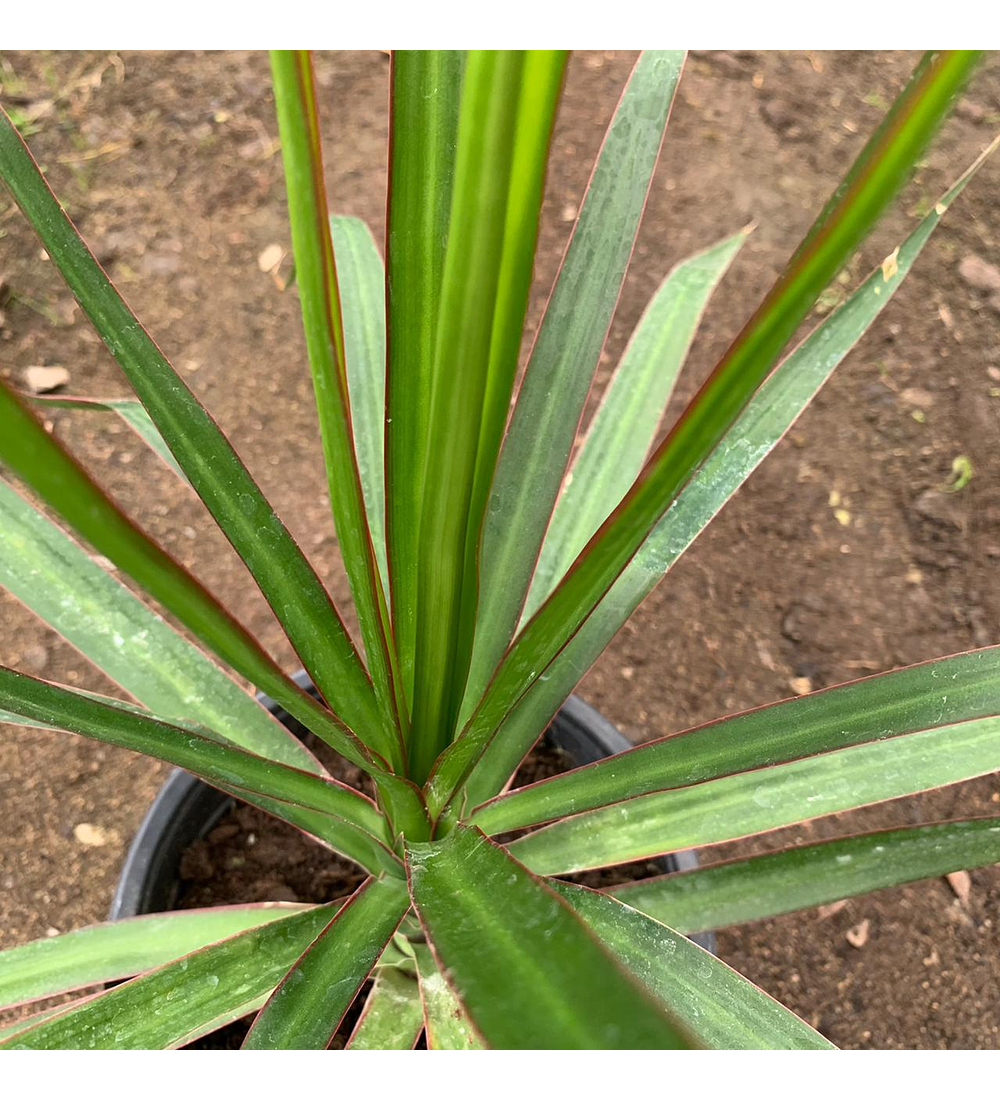 Dracena verde 