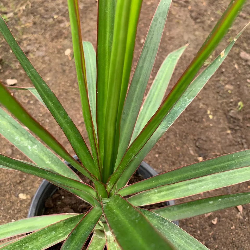 Dracena verde  3