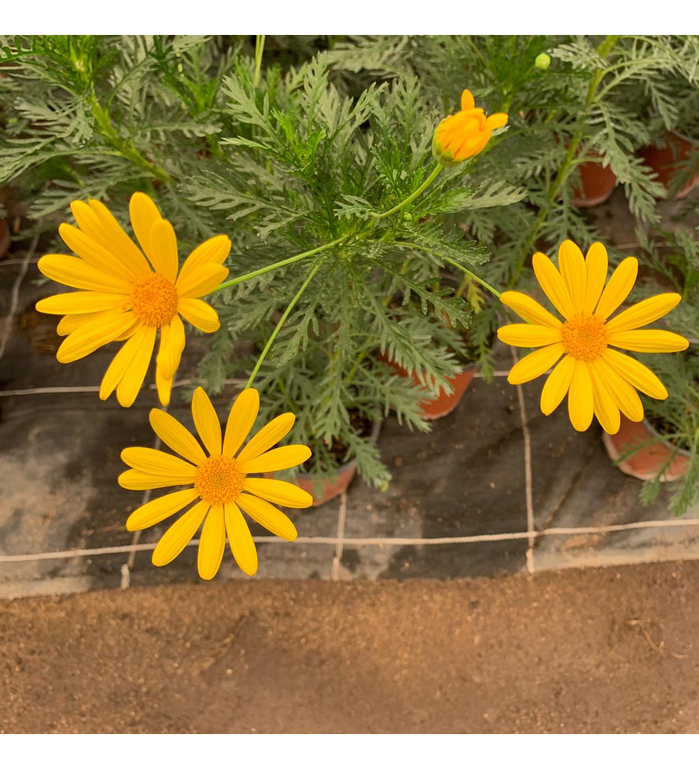 Paquerette Amarillo