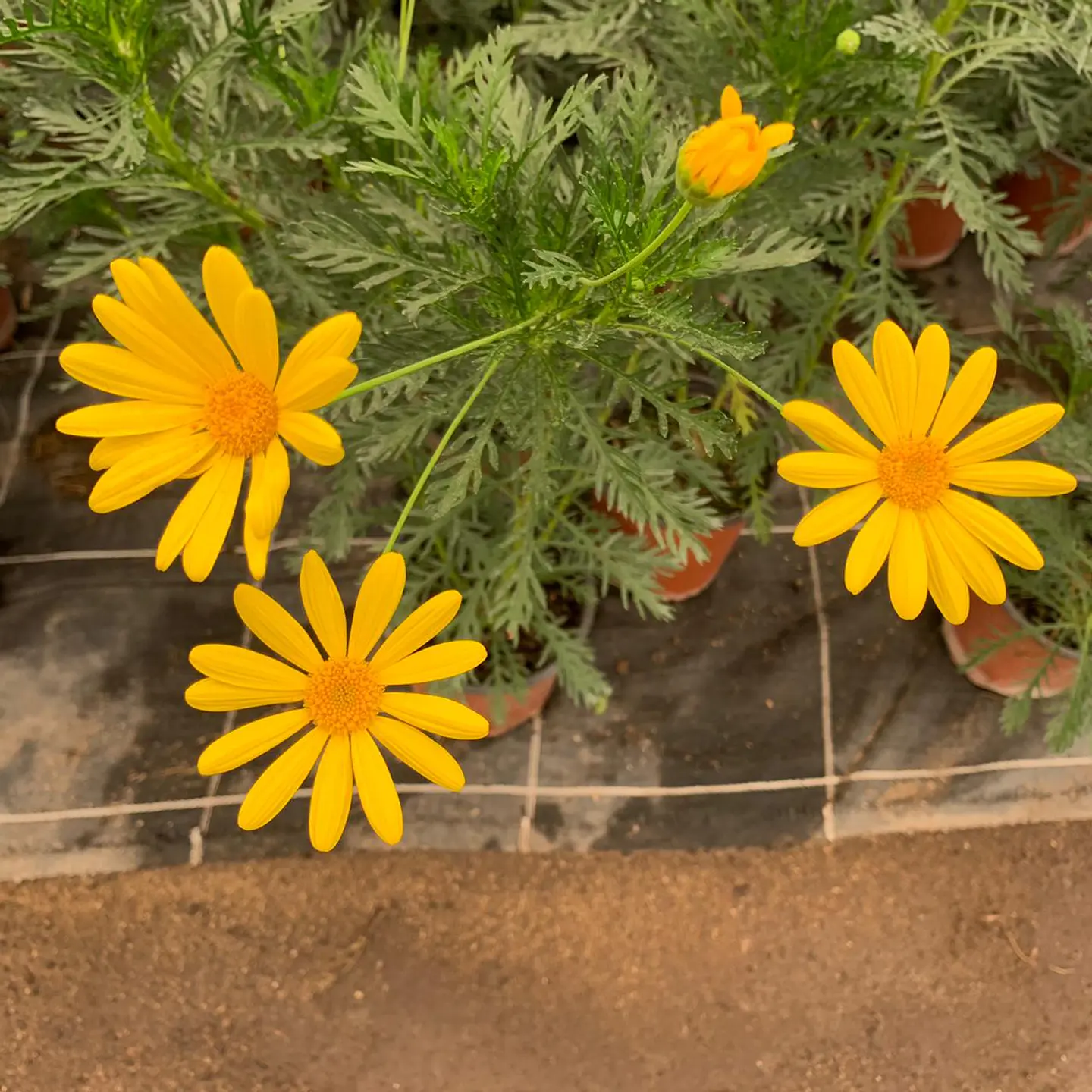 Paquerette Amarillo 3