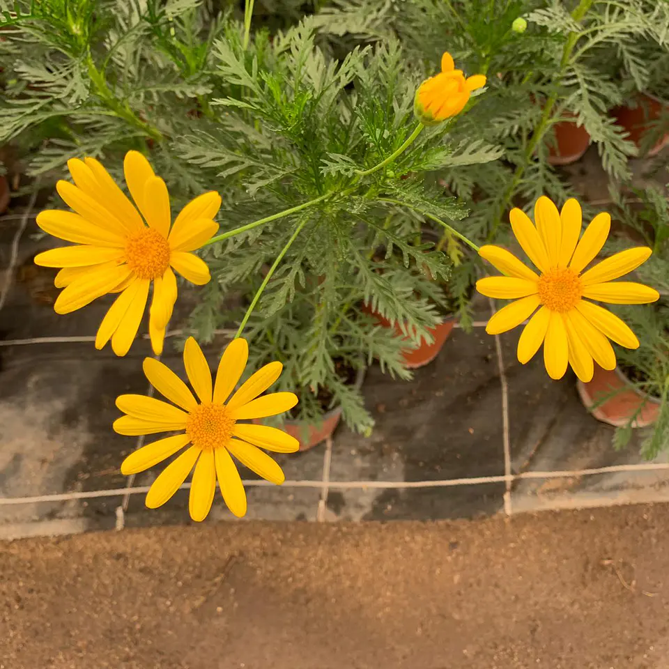 Paquerette Amarillo 3