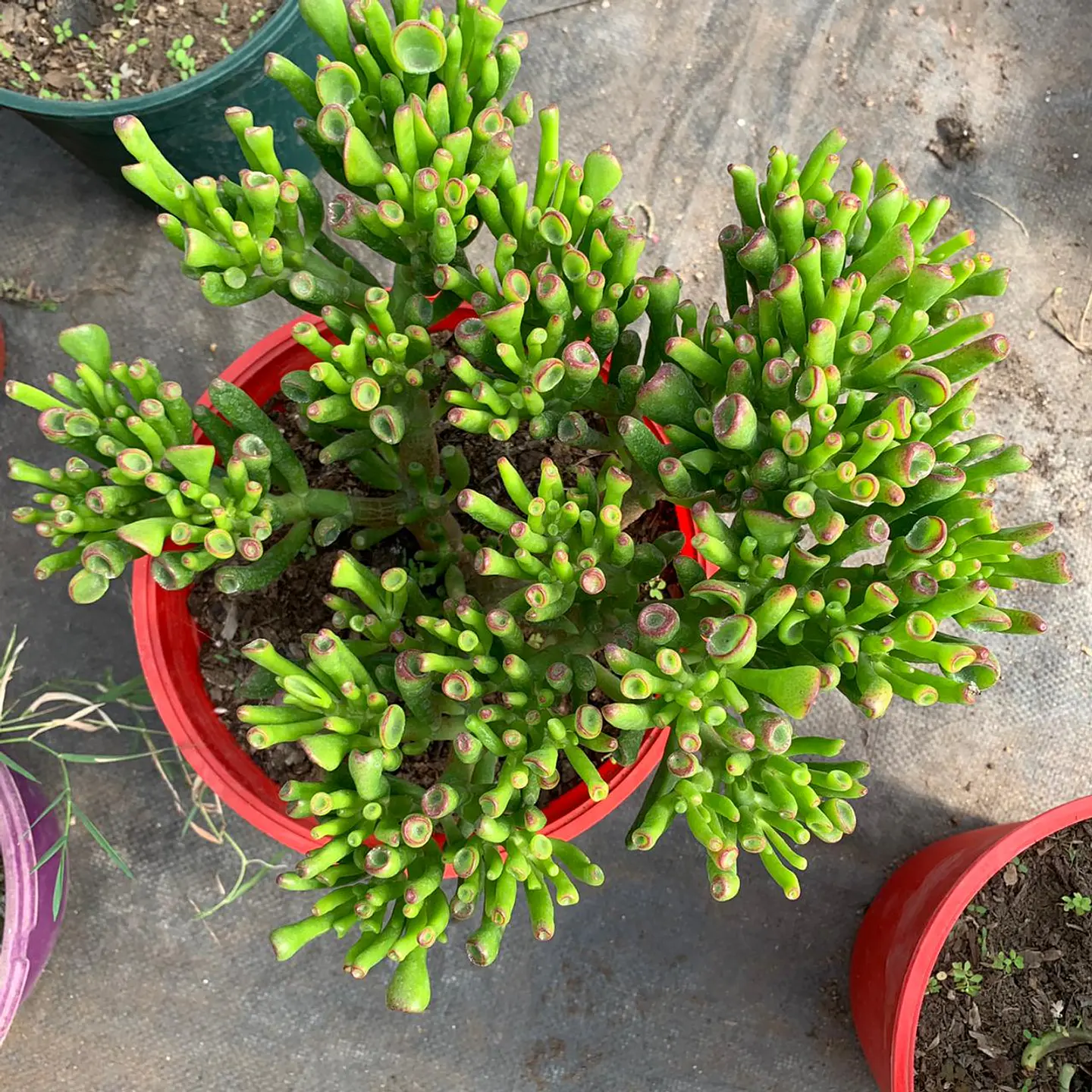 Crassula ovata  2